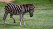 Zebra full body shot