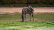 Zebra in the distance grazing full body shot