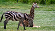 Zebra walking past a sitting giraffe full body shot