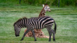Zebra walking with a seated giraffe in the background