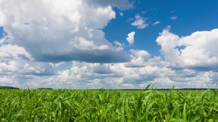Wall Mural - Beautiful time lapse, sky and green fresh grass.