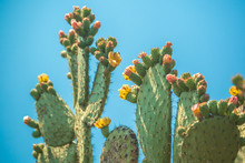 Nopal Cactus With Yellow Flowers