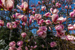 Pink magnolia tree in bloom at spring