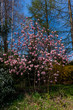 Pink magnolia tree in the garden at spring