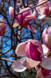Magnolia flower in the garden at spring