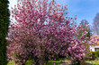 Magnolia tree with flowers in spring