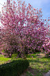 Blooming magnolia tree in spring garden