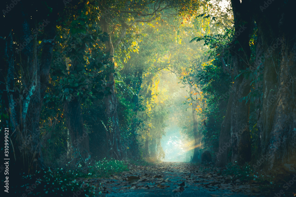 The beam of light in the path of the magic forest - obrazy, fototapety, plakaty 