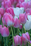 Fototapeta Tulipany - Blurred beautiful pink tulips flower in nature background.Flowers soft blur colors sweet tone background.