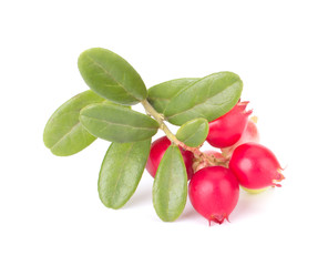 Wall Mural - Fresh red berry: hand-picked forest Cowberry isolated on white background