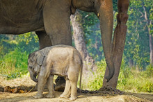 Baby Elephant And His Mother, Chained In The Elephant Reserve, Chitwan, Nepal 