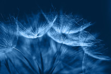 Classic Blue Background. Color Of The Year 2020. Salsify Seeds Close Up