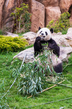 Giant Panda Sitting And Eating Bamboo