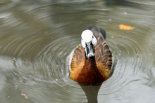 White Faced Whistling Duck Looking For Food In A City Pond