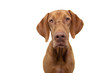 portrait hungarian hound pointer vizsla dog looking at camera. isolated on white background.