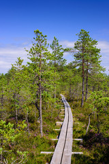 Viru bog (Viru Raba) in Lahemaa national Park, a popular natural attraction in Estonia, a tourist ecological trail. Picturesque landscape with swamp and forest