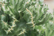 Close Up Coral Cactus Or Euphorbia Lactea ‘Cristata’ Succulent Plant.