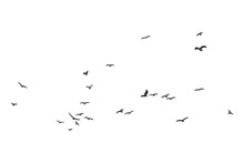 Silhouette Of A Flock Of Flying Birds