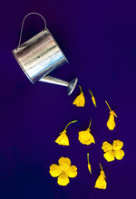On A Purple Background A Flat Composition, A Garden Watering Can Pour Yellow Petals And Flowers, Buds With Copy Space