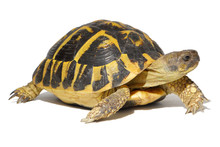 Hermann Tortoise In Close-up Isolated On A White Background