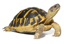 Hermann Tortoise In Close-up Isolated On A White Background