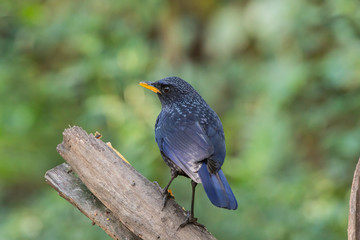 Wall Mural - Blue whistling thrush