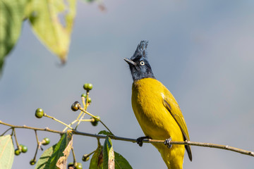 Wall Mural - Black Crested bulbul 