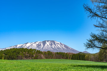 Wall Mural - Beauty nature view, snowcapped mountain range in background, forest and green grassland in foreground with clear blue sky in springtime season sunny day morning, beauty rural natural landscape scene