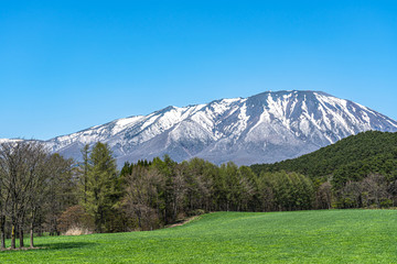 Wall Mural - Beauty nature view, snowcapped mountain range in background, forest and green grassland in foreground with clear blue sky in springtime season sunny day morning, beauty rural natural landscape scene