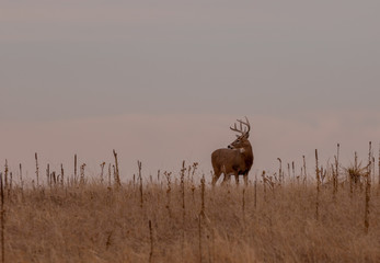 Canvas Print - Whitetail Deer Buck in Colorado During the Fall Rut