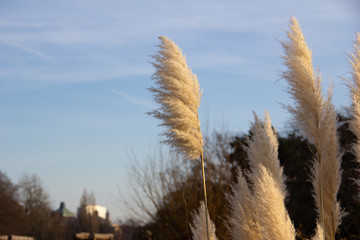 Some fluffy reed is waving in the strong winds on a cold winter day in Malmö, Sweden