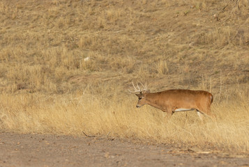 Canvas Print - Whitetail Deer Buck in Colorado During the Fall Rut