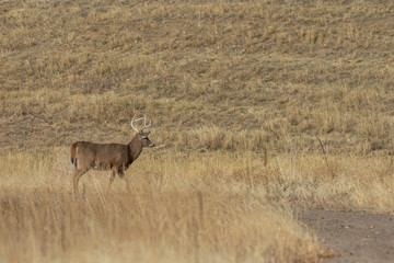 Canvas Print - Whitetail Deer Buck in Colorado During the Fall Rut