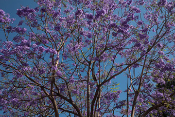 Purple jacaranda tree blossoms over blue sky