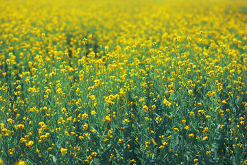 Mustard plant with blur background.