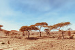 View on the moroccan desert, drying of dry river and desertification
