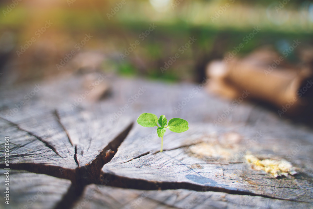 fresh green young plant of new seed born and grow up on a dark brown ...