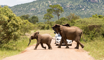 Wall Mural - Elephants in the Kruger National Park South Africa 