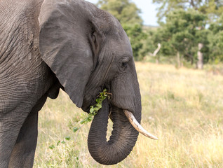 Wall Mural - Elephants in the Kruger National Park South Africa 