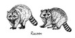Couple racoons standing side view, with inscription, hand drawn doodle drawing, sketch in gravure, style, vector illustration