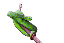 Large-eyed Pit Viper Or Trimeresurus Macrops, Beautiful Green Snake Coiling Resting On Tree Branch With White Background And Clipping Path.