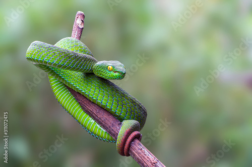 Large Eyed Pit Viper Or Trimeresurus Macrops Beautiful Green