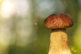 Fototapeta  - one white bokeh mushroom