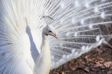 Elegant white color peacock