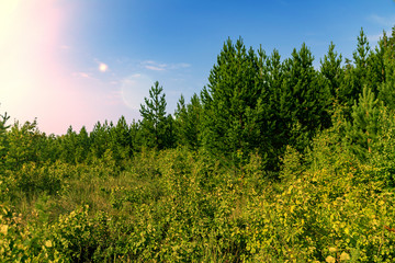 forest landscape, summer, blue sky with clouds