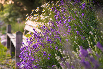 beautiful lavender flowers in a pale purple color, sunlit, blurred background behind is visible white daisies and a wooden bench