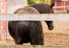 Horse Scratching His Back On A Wooden Fence. Mud And Dirt Visible On Horse's Back. 