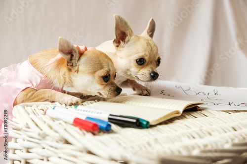 mini chiwawa pups