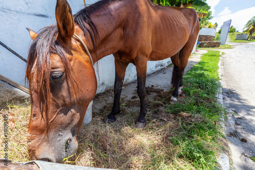 Photo Horse eating Hay in the streets of a small Cuban Town during a vibrant sunny day