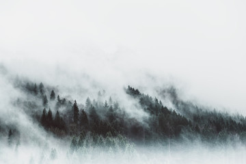 Fototapeta pejzaż piękny las góra świt